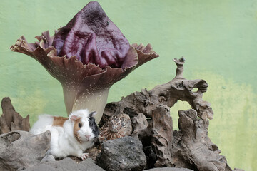 A guinea pig is hunting for termites in a rotten tree trunk overgrown with a stink lily. This rodent mammal has the scientific name Cavia porcellus.
