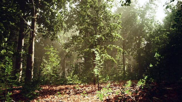 A Verdant Canadian Forest Bursting with Abundant Trees and Vibrant Autumn Leaves