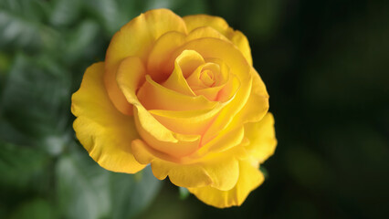 Yellow Rose in the garden. Floral background. Close up beautiful yellow rose. Natural floral background. Horizontal photo. Without people. Beautiful postcard 