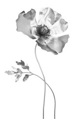 Silver poppy flower with stem isolated