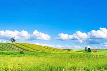 夏の北海道美瑛・富良野の風景