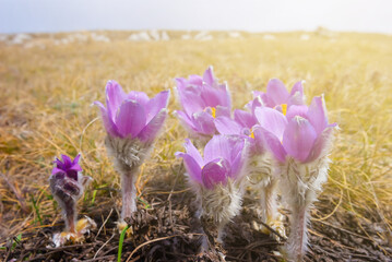 heap of prairie crocus flowers in light of sparkle sun
