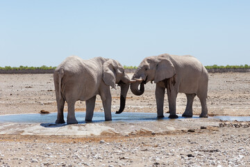 Selective focus view of two young bull elephants bonding trunk to trunk at a waterhole during a sunny morning, Etosha National Park