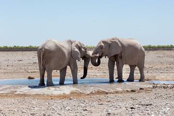 Fototapeta premium Selective focus view of two young bull elephants bonding trunk to trunk at a waterhole during a sunny morning, Etosha National Park