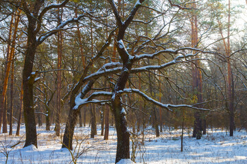 oak forest glade in a snow, winter outdoor natural scene