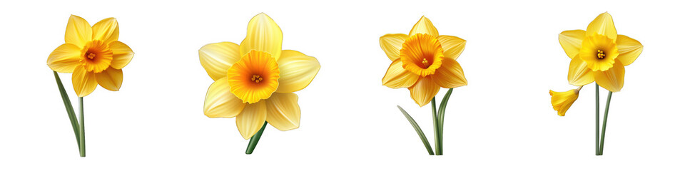 Daffodil clipart collection, vector, icons isolated on transparent background