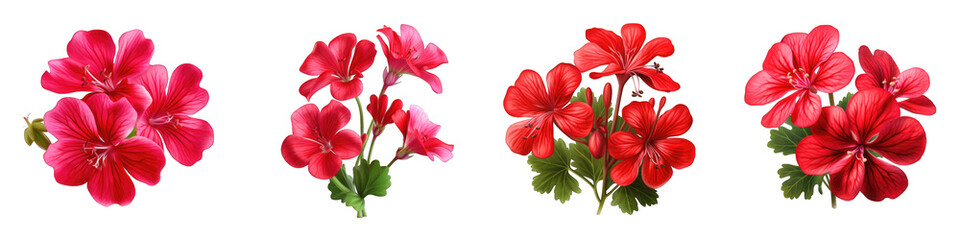 Geranium clipart collection, vector, icons isolated on transparent background