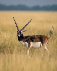 wild male blackbuck or antilope cervicapra or indian antelope closeup with face expression in grassland of tal chhapar sanctuary rajasthan india asia