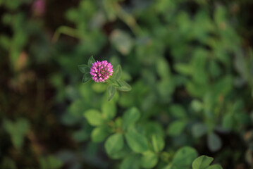 Medicinal plant Trifolium pratense, also called red clover, suitable for healing teas