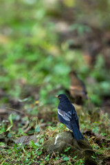 grey winged blackbird or Turdus boulboul bird closeup or portrait during winter migration perched in natural green background in foothills of himalayas at forest of uttarakhand india