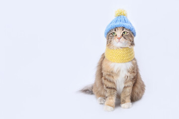 Beautiful Cat in a knitted yellow scarf and blue hat. Lovely Cat dressed in a knitted outfit. Pet care. Clothing for animal. Studio shot of cat in festive outfit. Web banner. Copy space