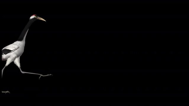 Red Cap Crane Bird - Walking Over Screen - Realistic 3D animation with alpha channel isolated on transparent background