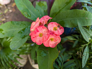 Crown of thorns flowers Euphorbia milii