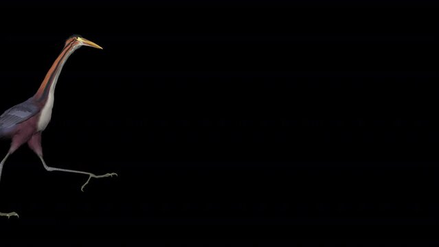 Purple Heron Water Bird - Walking Over Screen - Realistic 3D animation with alpha channel isolated on transparent background