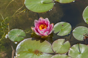 Rosarote Seerose von oben fotografiert in Gartenteich