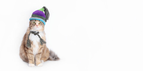 Beautiful seriose Cat in a knitted scarf and a knitted hat. Lovely Cat dressed in a knitted outfit. Pet care. Clothing for animal. Studio shot of cat in festive outfit. Web banner.