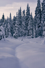 Winter of the Totenaasen Hills, Oppland, Norway.