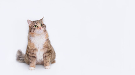 White background studio shot of feline. Domestic cat looking up. Close-up portrait of Cat on white. Indoor cat on light  background. Copy space