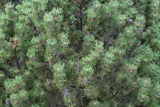 Triebe, Zapfen, Nadeln der Moorkiefer (Pinus mugo subsp. rotundata), Bergkiefer, Weihnachten