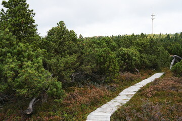 Holzweg, Pfad durch Kiefernwald (Moorkiefer, Pinus mugo) in einer Moorlandschaft im Herbst, Spätsommer, Georgenfelder Hochmoor, Erzgebirge, Sachsen, Deutschland