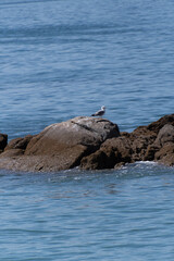 Fototapeta premium Gaviotas en el municipio de Moaña.