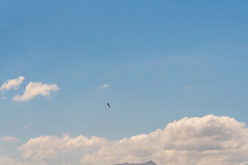 Gaviotas en el municipio de Moaña.