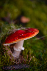 Red mushroom with white dots Amanita Muscaria in all its splendor. The poisonous magical plant that grows in the mountain forests
