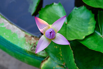 Close-up of purple water lily blooming over water © Anucha