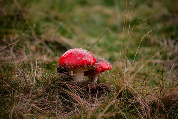 Red mushroom with white dots Amanita Muscaria in all its splendor. The poisonous magical plant that grows in the mountain forests