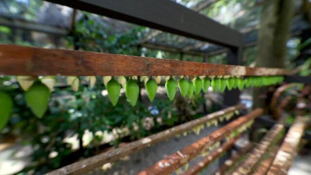 Pan of Blue Morpho cocoons