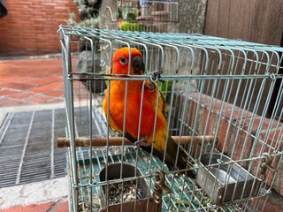 育ててるインコ