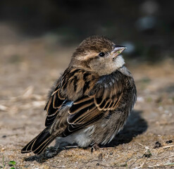 sparrow on the ground