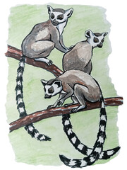 Ring tailed lemurs (Lemur catta) sitting on a tree. Hand drawn illustration.