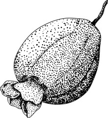 Feijoa sellowiana, pineapple guava, guavasteen engraving hand drawn vector illustration. Vintage tropical fruit design.