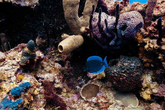 Blue tang fish swimming in a vibrant coral reef