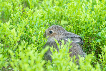 Small mountain hare, Lepus timidus hiding in blueberry shrubs on a summer morning in Finnish nature