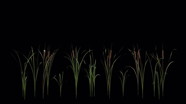 Cattail Grass - Windy Loop - MS - II - Alpha Channel - Realistic 3D animation isolated on transparent background