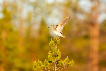 Wood sandpiper (Tringa glareola) balancing on a top of a pine tree in a bog during golden hour