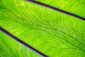 Gros plan sur les veines d'une feuille de colocasia Blue Hawai