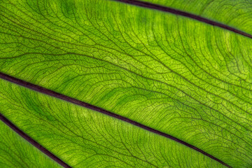 Gros plan sur les veines d'une feuille de colocasia Blue Hawai