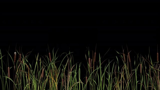Cattail Grass - Windy Loop - MS - Alpha Channel - Realistic 3D animation isolated on transparent background