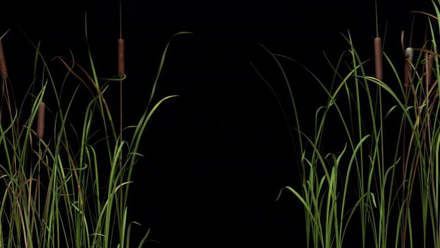 Cattail Grass - Waterfront Gate - CU - Alpha Channel - Realistic 3D animation isolated on transparent background