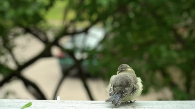 A cute little bird ruffles its feathers while perched on the balcony railing, taking a momentary break before bravely embarking on its next flight lesson of the great tit (Parus major) outdoors.