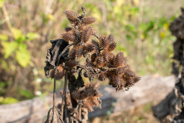 Rough Cocklebur heads (Xanthium strumarium) This plant has many medicinal properties