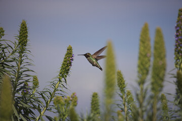 Hovering Hummingbird