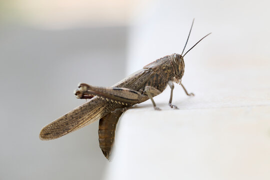 Close-up of a grasshopper perched on a white surface
