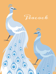 Beautiful peacocks couple with put down amazing tail, bird with ornamental feathers, decorative plumage vector poster