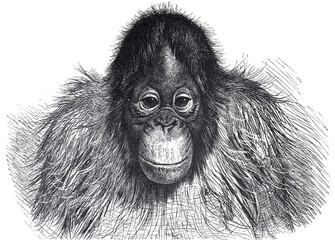 Orangutan (Pithecus Satyrus) Ape , Vintage hand drawn vintage orangutan ape illustration. Orangutan portrait.