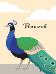 Peacock bird with folded tail on background with clouds card.