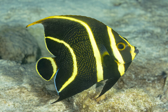 Majestic angelfish swimming in its natural habitat